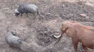 Elephants Vs Buffalo  Elephant and Buffalo interaction  Treetops Lodge  Aberdare National Park [upl. by Landau987]