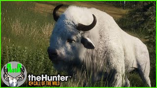 Albino and Diamond Bison with the Longbow  every Diamond with Tradition Bows  theHunter CotW [upl. by Beedon]