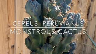 Cereus Peruvianus Monstrous Cactus [upl. by Naed]