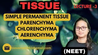 SIMPLE PERMANENT TISSUE  PARENCHMYA DETAIL  AERENCHYMA AND CHLORENCHYMA  NEET [upl. by Nyrem239]