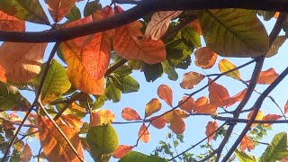 Beautiful colorful leaves of Talisay tree 💚 Terminalia catappa 💚 Nature and nature sounds [upl. by Clarissa]