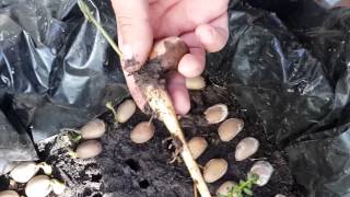 MACROZAMIA COMMUNIS CYCAD SEEDLING ESTRACTION [upl. by Llertak]