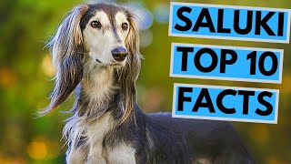 Saluki  TOP 10 Interesting Facts [upl. by Jurdi137]