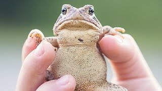 Toads Dont Give You Warts  Thought Glass 11 [upl. by Yelrah]