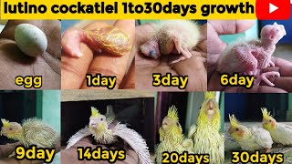 lutino cockatiel growth stageslutino cockatiel 1 to 30days [upl. by Liborio160]