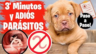 🛑Como ELIMINAR los PARASITOS de un CACHORRO ⏩ Método FACIL para DESPARASITAR tu CACHORRO✅ [upl. by Bevon351]