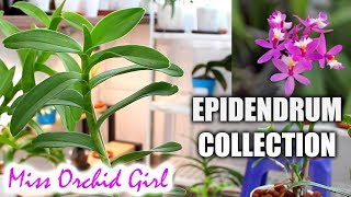 My Epidendrum Orchids collection [upl. by Sezen]