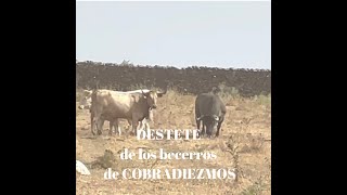 🥰INCREÍBLE Presenciar DESTETE de becerros de COBRADIEZMOS [upl. by Elleahcim975]