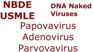 DNA NAKED Viruses  Papovavirus  Adenovirus  Parvovirus  NBDE amp USMLE [upl. by Suirad]