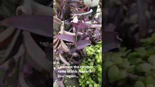 Tradescantia pallida commonly known as Purple heart plant [upl. by Aseeram372]