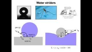 Water striders and surface tension [upl. by Ennazzus169]