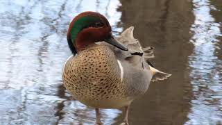 Greenwinged Teal in Central Park [upl. by Esela]