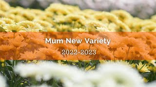 Dummen Orange  Mum New Variety 202223 [upl. by Ettener333]