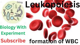 Leukopoiesis  Granulopoiesis  Lymphopoiesis  WBC  Formation of white blood cells  Hematology 🔥🔥 [upl. by Meyeroff]