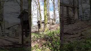 Angus Bull at Parc Animalier de Bouillon Belgium [upl. by Deeraf]