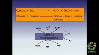 Síntesis de ATP Cadena Respiratoria  Fosforilación Oxidativa Parte 1 [upl. by Ahsieat]