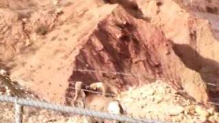 Morenci Thanksgiving Trip Video 3 sheep 1 [upl. by Ylurt]