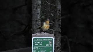 Varied thrush 💚 Sept 28 2024 manningpark [upl. by Lyon407]