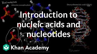 Nucleic Acids [upl. by Ibocaj]