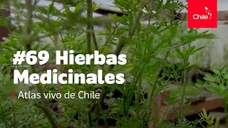 69 Hierbas medicinales  Atlas Vivo de Chile [upl. by Kahle271]