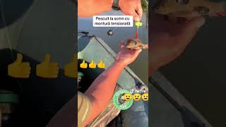 montura somn fir de rupere fishing catfish fish tips [upl. by Chemar]