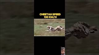 Cheetahspeed cheetah cheetahhunt cheetos eagles falcon fish cheeta falconspeed falcons [upl. by Ahtnams873]