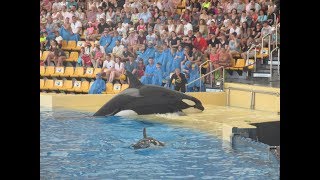 Orca Show  Loro Parque Tenerife [upl. by Skippy]