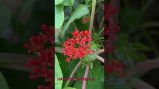 Jatropha podagrica plants landscape [upl. by Osrit]