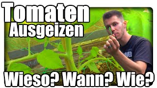 Tomaten beschneiden  Tomaten richtig schneiden Tutorial  Tomaten ausgeizen  Wieso Wann Wie [upl. by Kinsman]