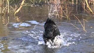 Cocker Spaniel Gundog  Whaupley Sharp Image [upl. by Essilec]