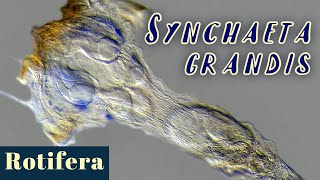 Very large rotifer Synchaeta grandis Wheel animal [upl. by Lodge]