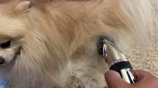 Oneisall Dog Shaver Clippers Low Noise Rechargeable Cordless Electric Quiet Hair Clippers [upl. by Matusow]