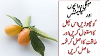 Kumquats fruit benefits for health  How to grow Kumquats in Pakistan in Urdu amp Hindi [upl. by Hillegass954]