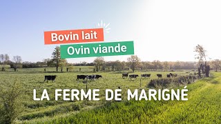 Les ateliers délevage bovins et ovins du GAEC de La Bouillère à Marigné [upl. by Ula]