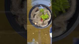 Can This Plant Grow In My Tank [upl. by Adella]