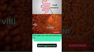 Intestinal Villi 3D Animation How Villi helps in nutrient absorptionbiologyexams4u [upl. by Duval]