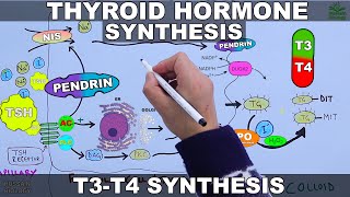 Thyroid Hormone Synthesis  T3  T4 [upl. by Nolan]