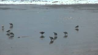 plover scat  snowy plovers  ocean beach san francisco [upl. by Ahseinaj446]