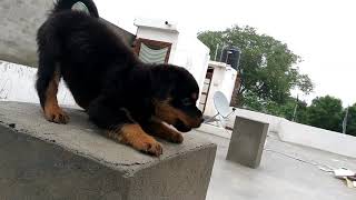 Rottweiler puppy barking and fall down [upl. by Speroni]