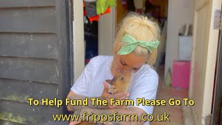 JODIE MARSH  FRIPPS FARM animal rescue animals podcast [upl. by Panaggio647]