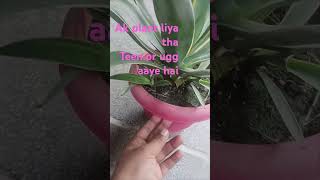 Agave plantgarden shortsvideo [upl. by Selrac]