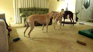 Greyhounds playing [upl. by Ientruoc]