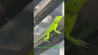 gorgeous colourchanging jamaican anole green lizard anolis grahami its so inquisitive [upl. by Atinna]