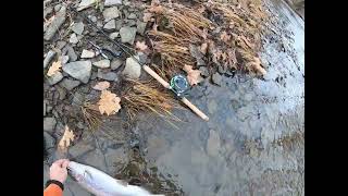 Steelhead fishing the Conneaut Creek in PA on 121623 [upl. by Nelrah761]