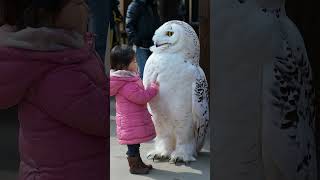 Girl playing with a white huge owl [upl. by Rosalyn182]