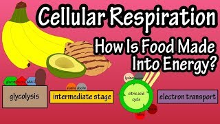 What Is Cellular Respiration  How Do Cells Obtain Energy  Energy Production In The Body [upl. by Adelric]