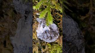 Hypocreaceae a family of Fungi photography shorts macro viral nature mushroom fungi beauty [upl. by Aerdnaeel]