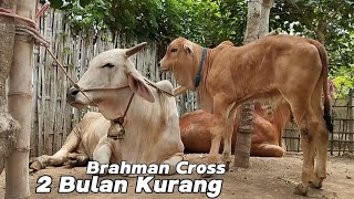 INDUKAN BRAHMAN JUMBO BERANAK PEDET SUPER JADI REZEKI PETERNAK DESA❗ [upl. by Ynohtnael]