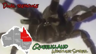 Selenocosmia Crassipes  dual rehouse  tarantula fyp youtube subscribe [upl. by Rockey]