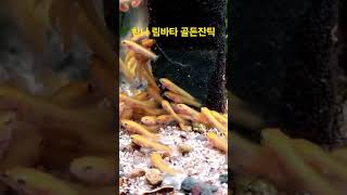 찬나 림바타 골든잔틱 channa limbata golden xanthic 국내최초번식 [upl. by Epperson990]